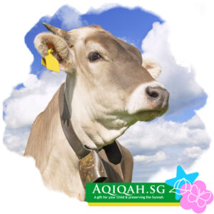 Aqiqah for Multiple Boys and Girls (Cow)