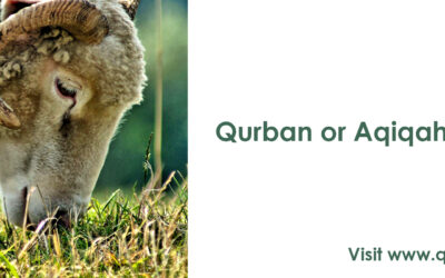 Ibadah Qurban or Aqiqah First?