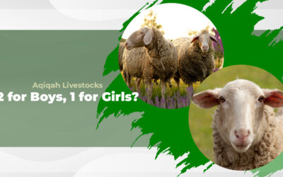 Aqiqah: Why 2 Sheeps for Boys But Only 1 for Girls?