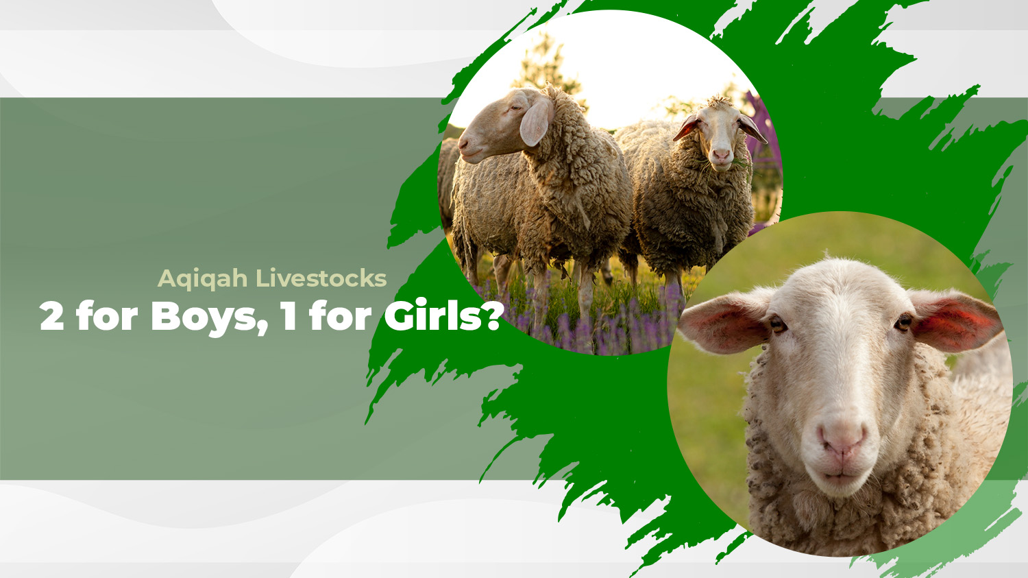 Aqiqah: Why 2 Sheeps for Boys But Only 1 for Girls?