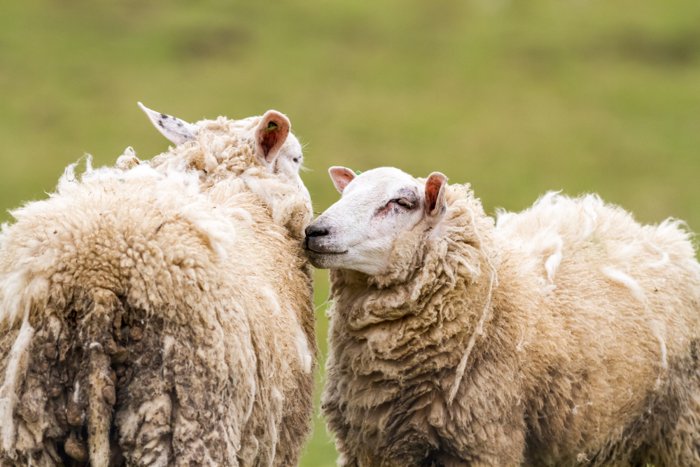 "Two for boys but one for girls" Aqiqah ruling holds relevance during Prophet's (SAW) time.